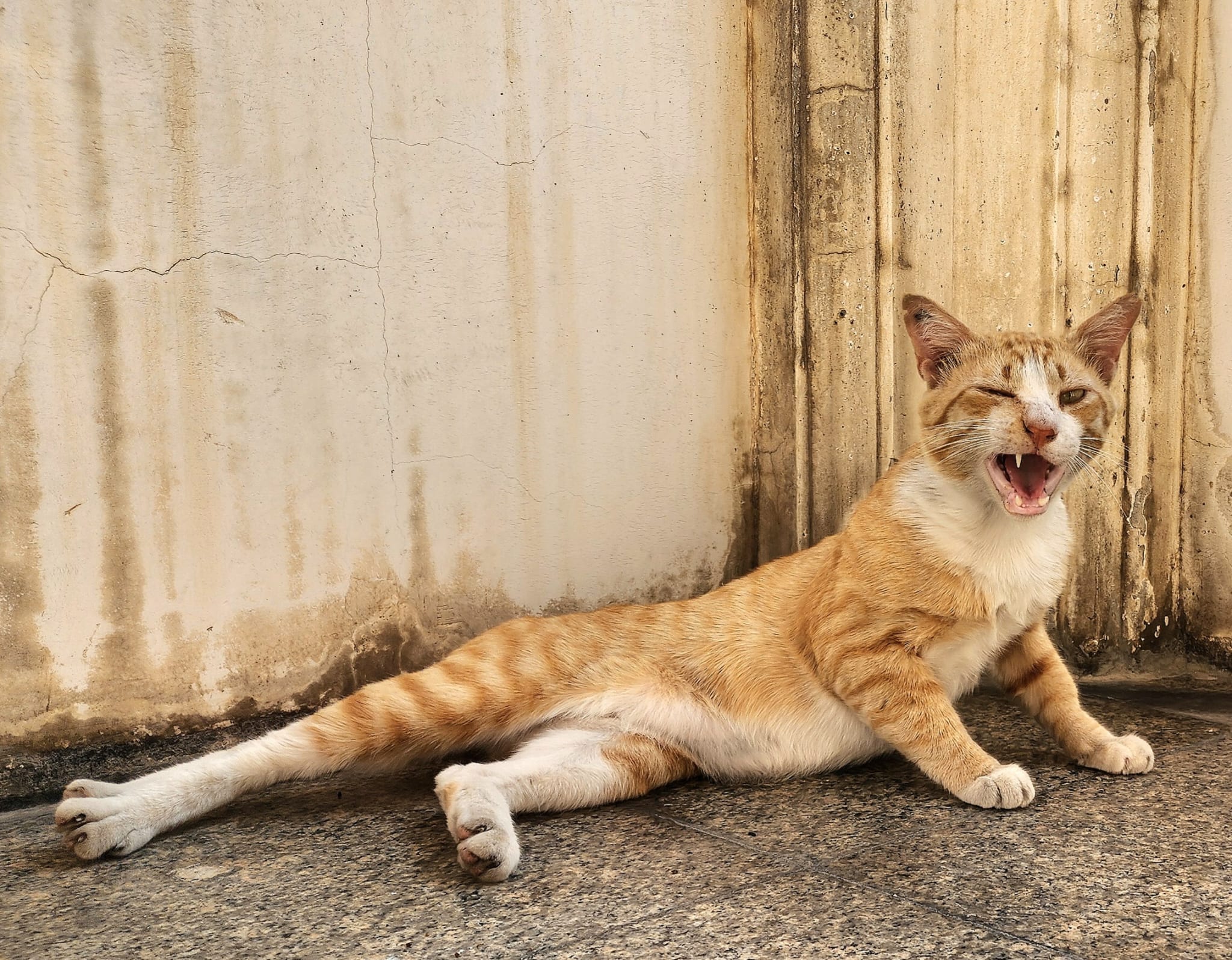Chat qui baille Bangkok