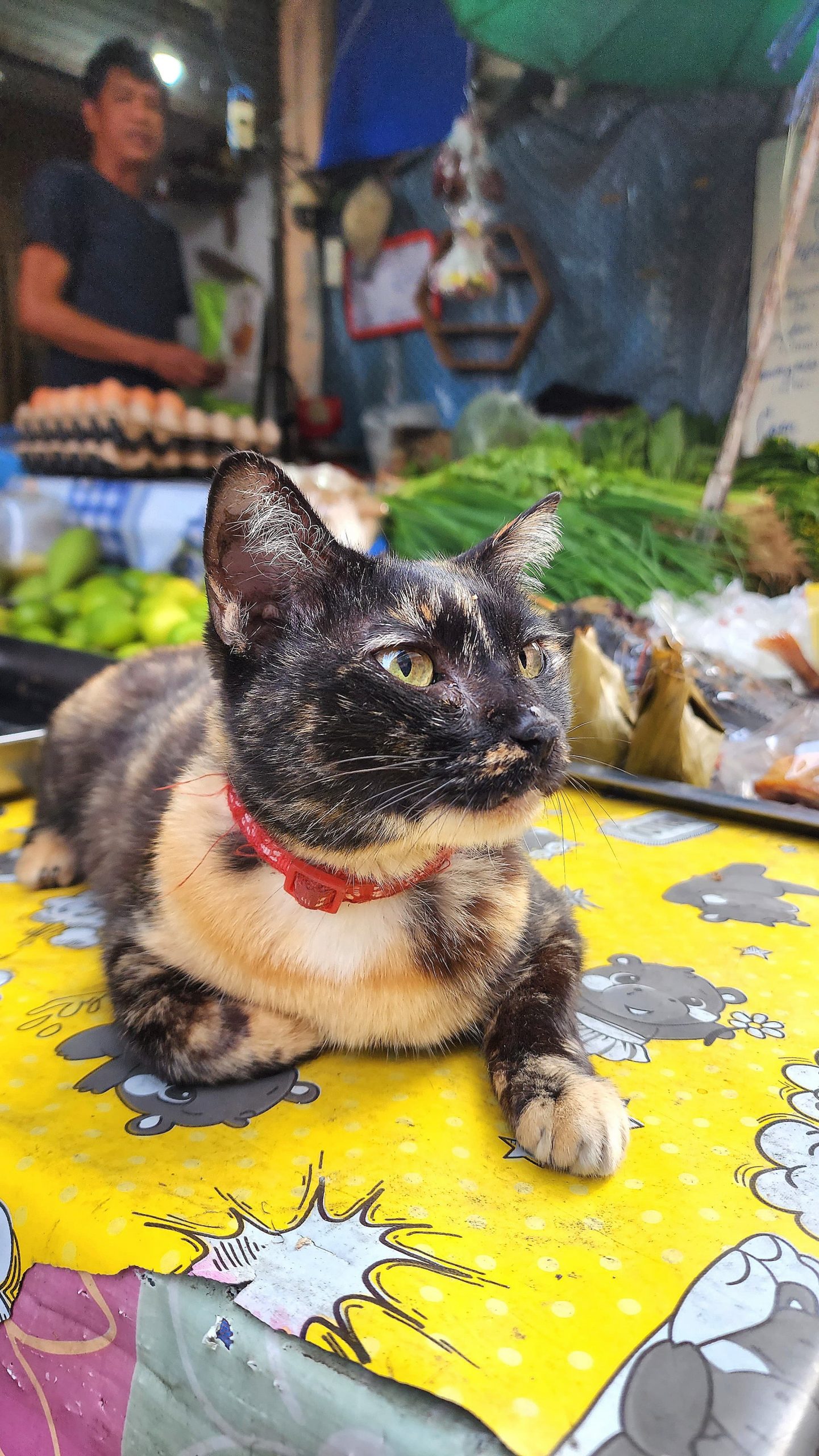 Chat sur un stand de marché 