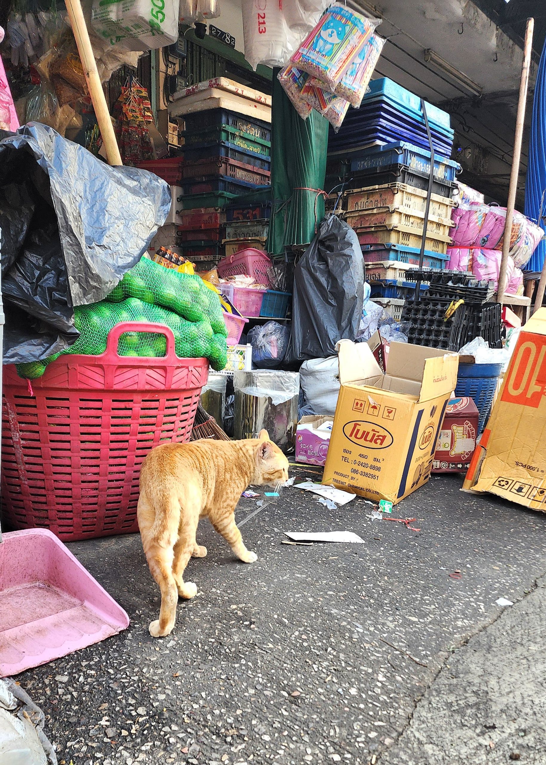 Chat de rue marché Bangkok