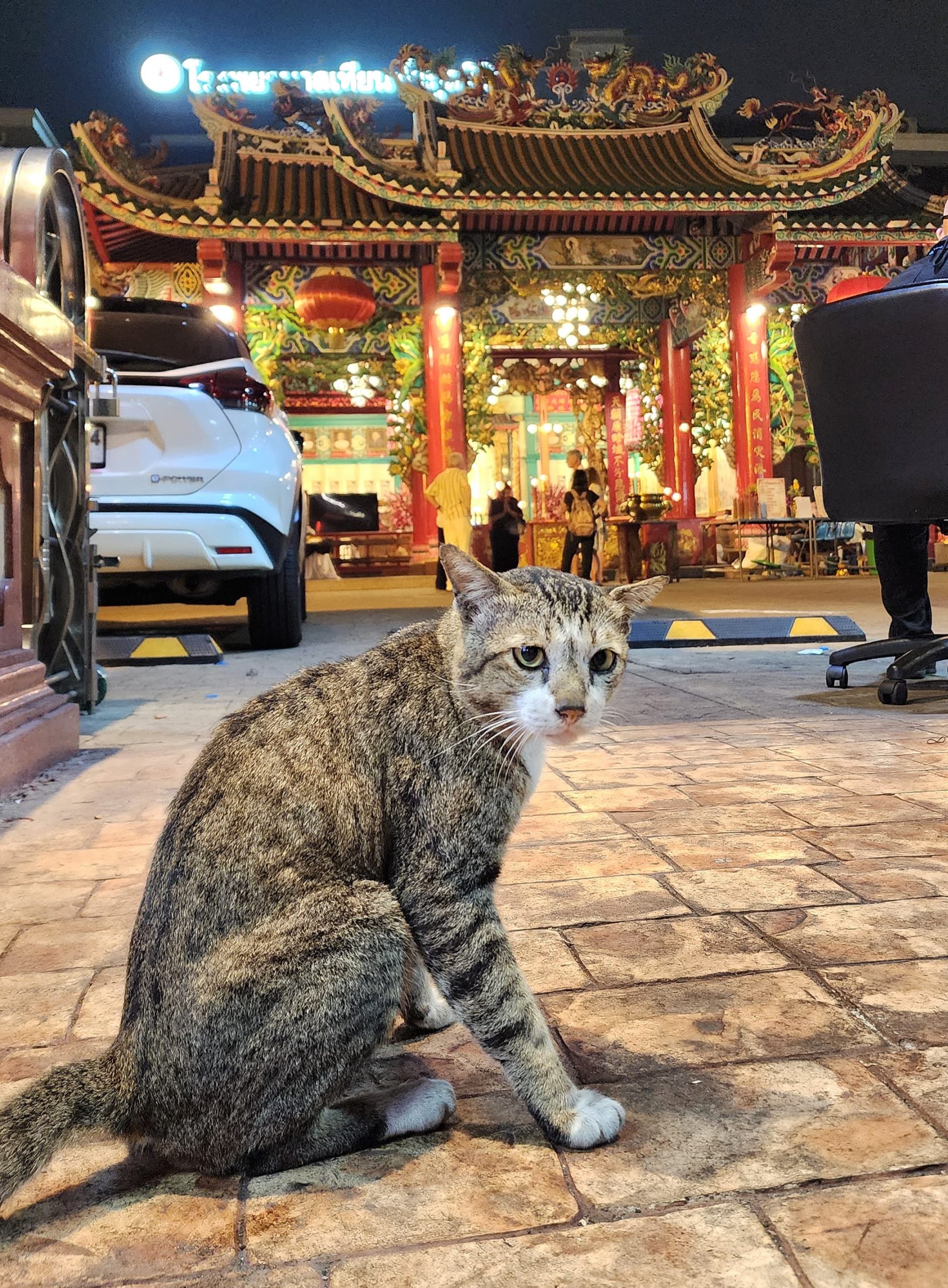 Chat devant un temple à Bangkok