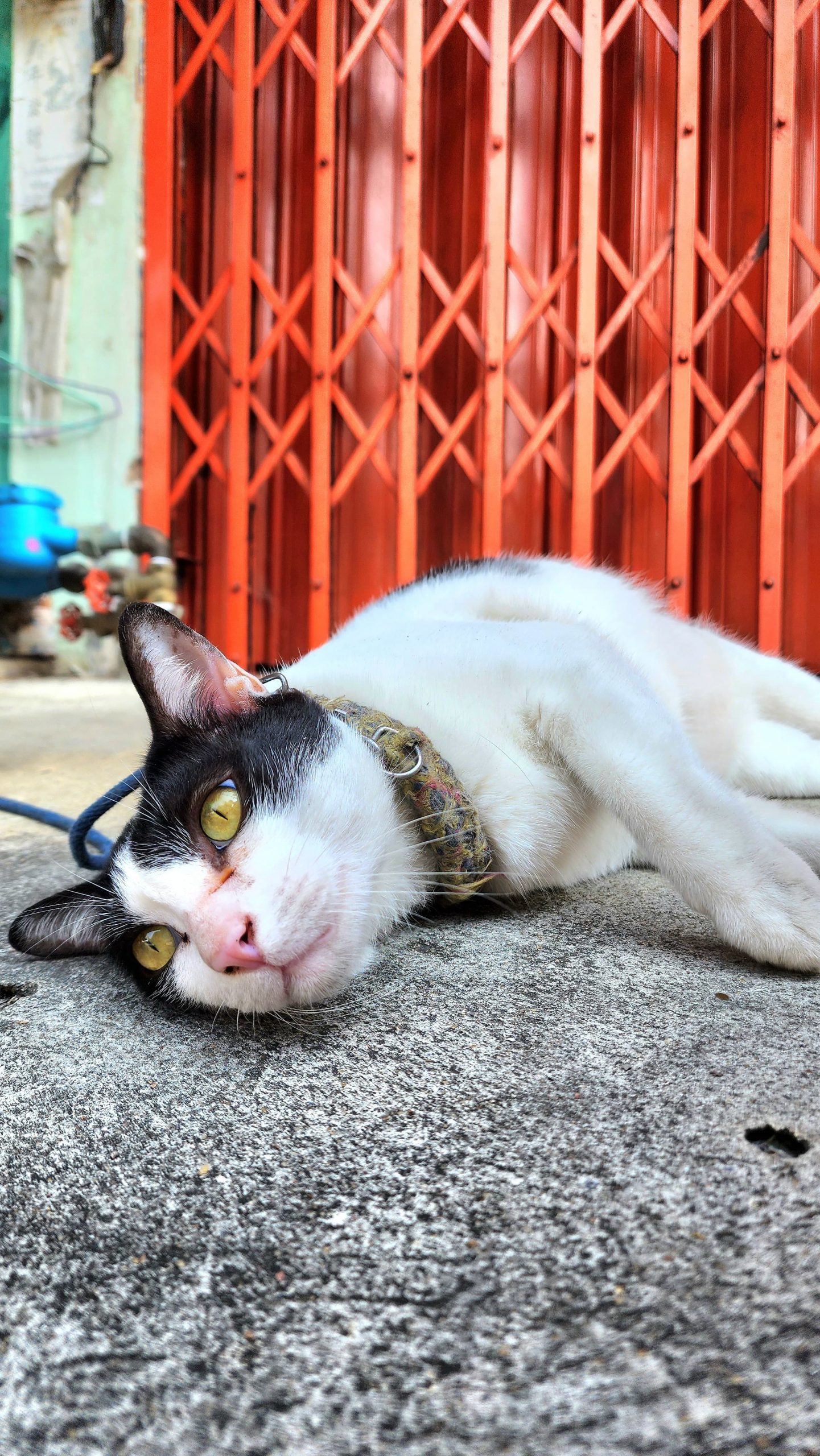 Chat à Bangkok
