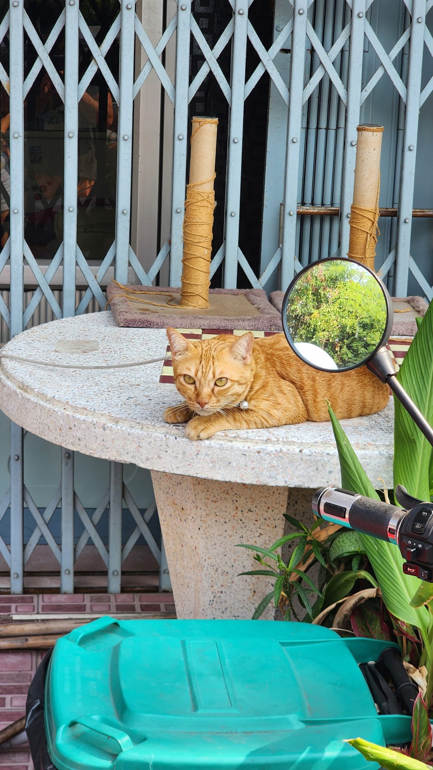 Chat en laisse Bangkok 