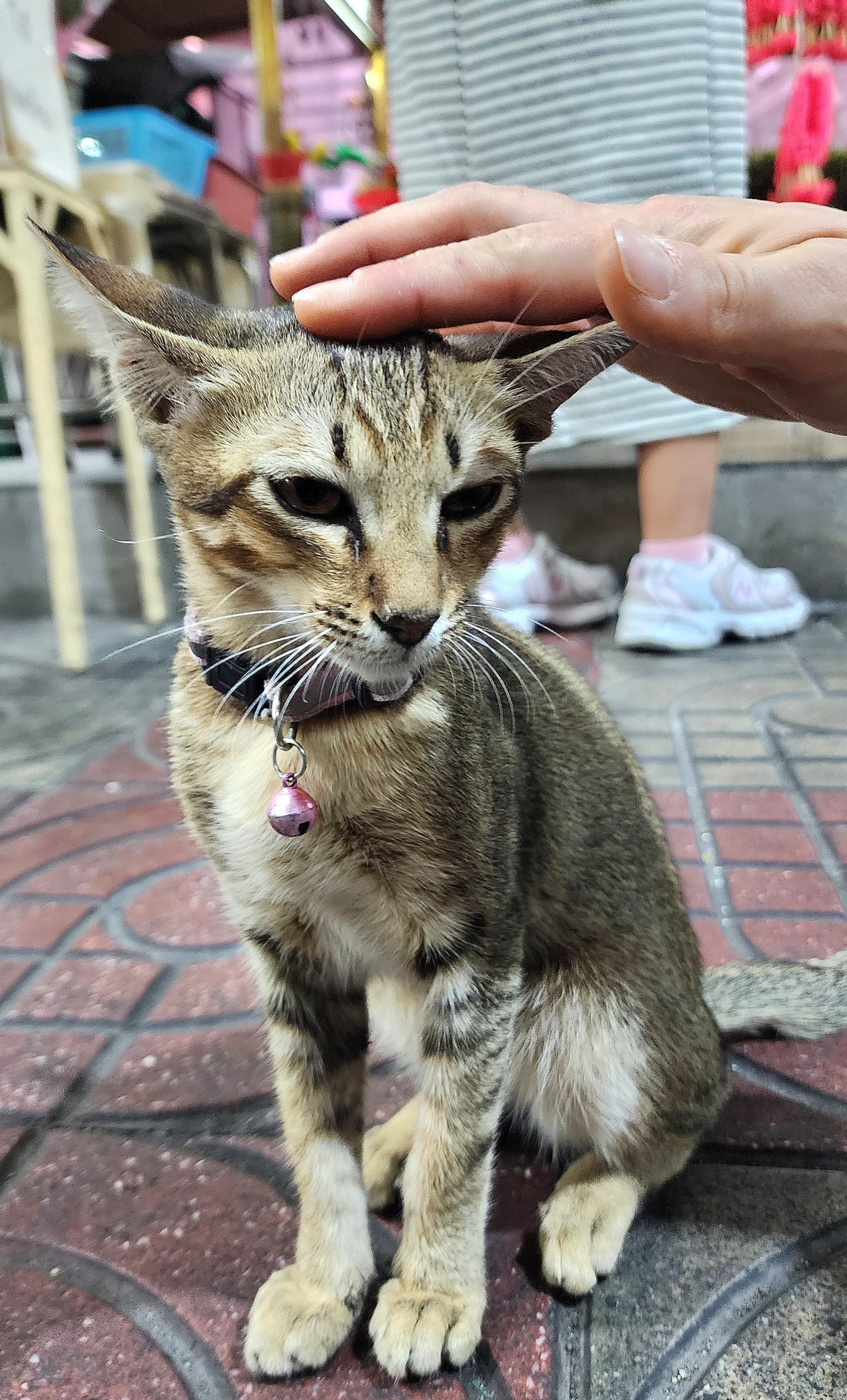 Chat en laisse Bangkok