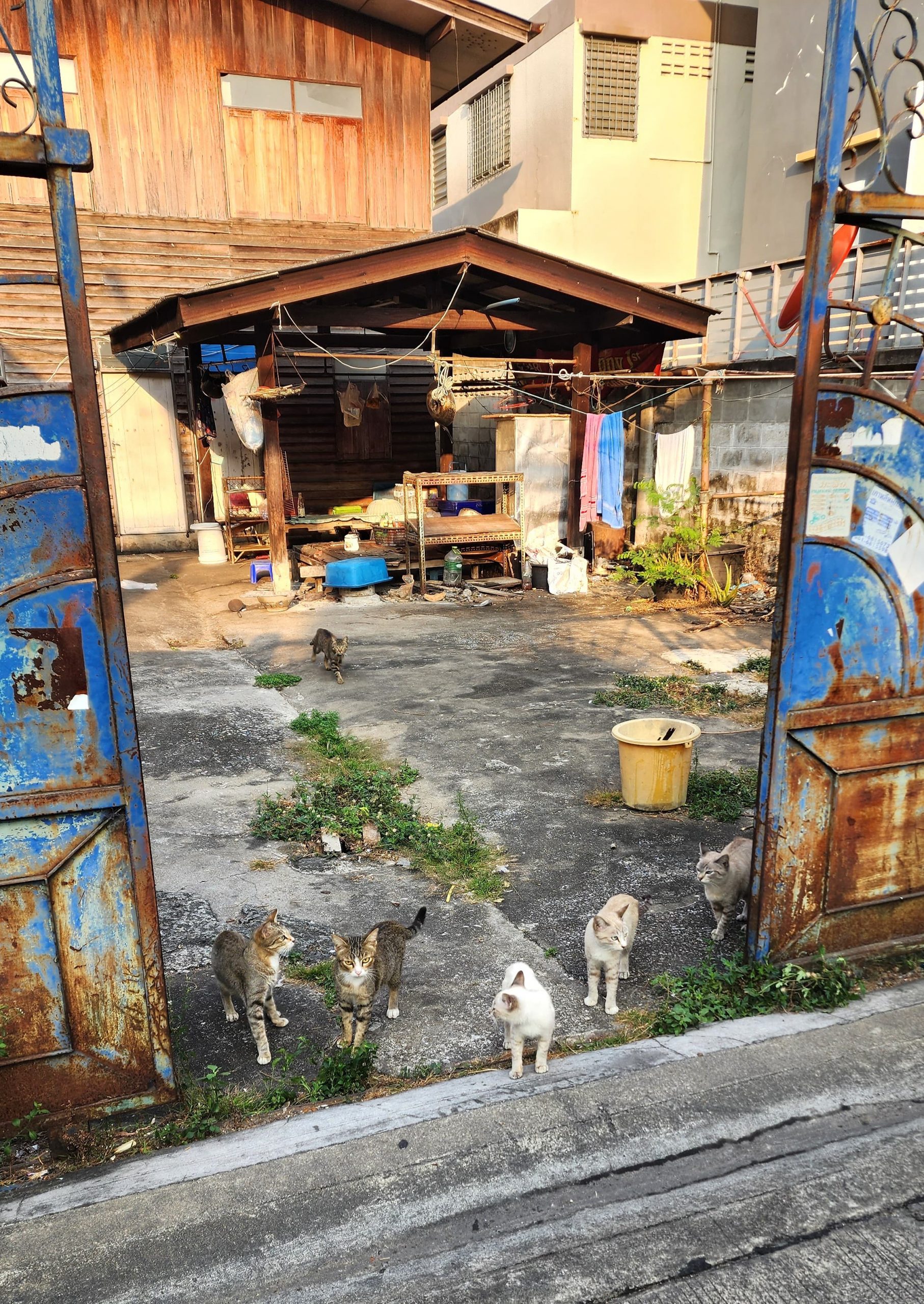 Chats devant une maison Bangkok