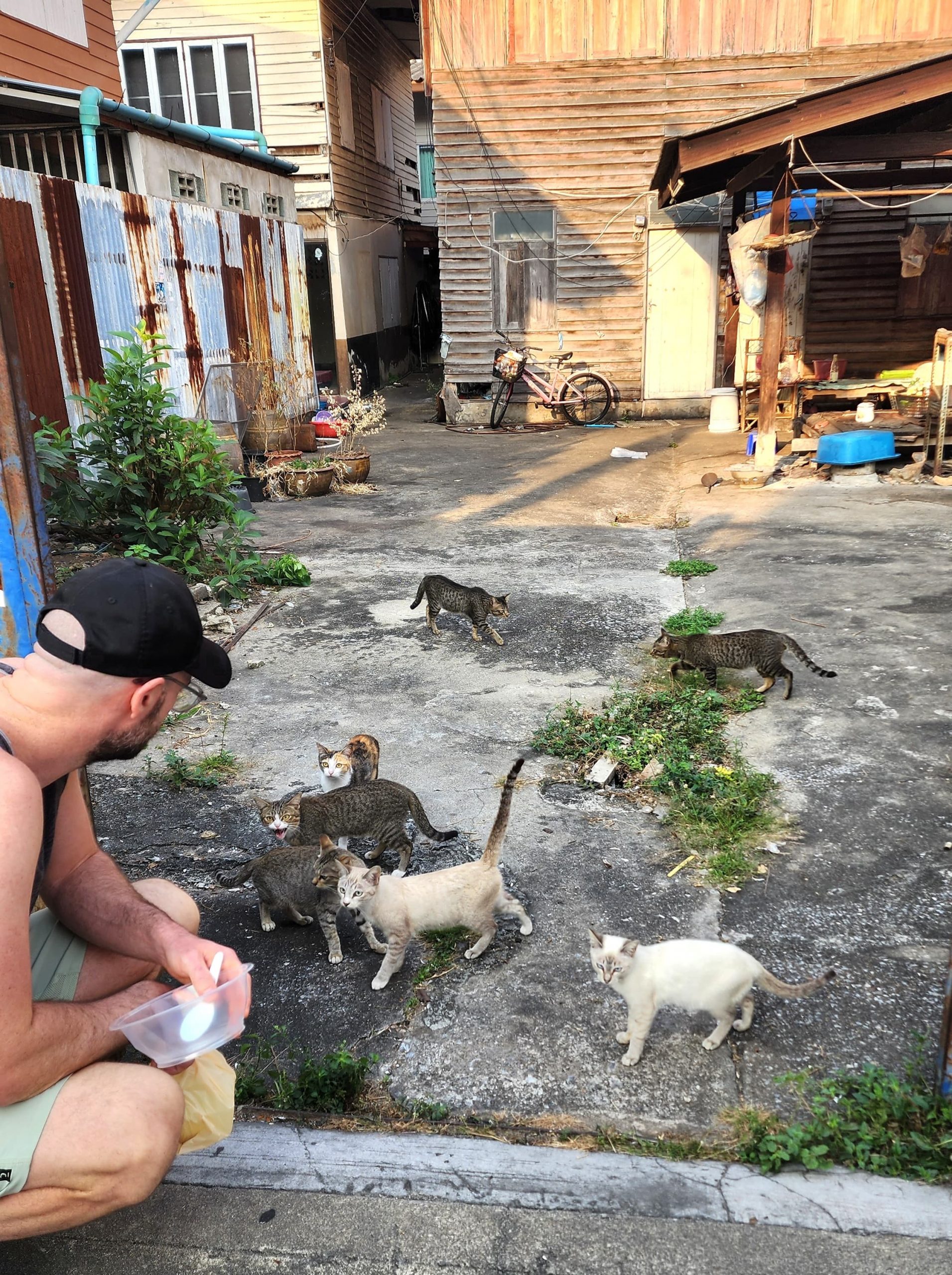 Chats sauvages Bangkok 