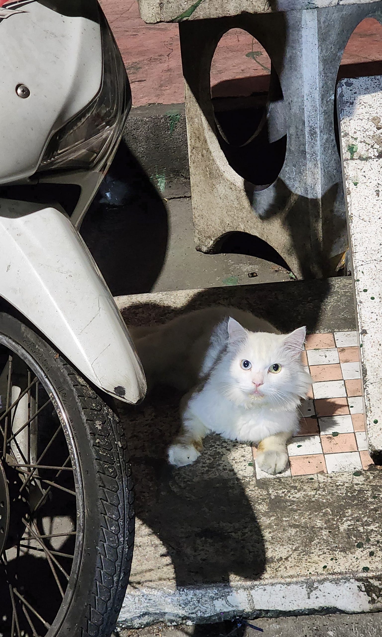 Chat blanc à Bangkok