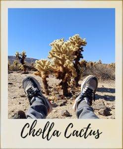chollas-cactus-248x300