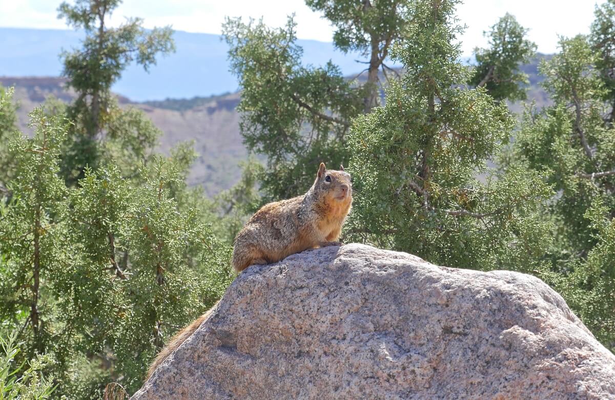animal sauvage colorado park