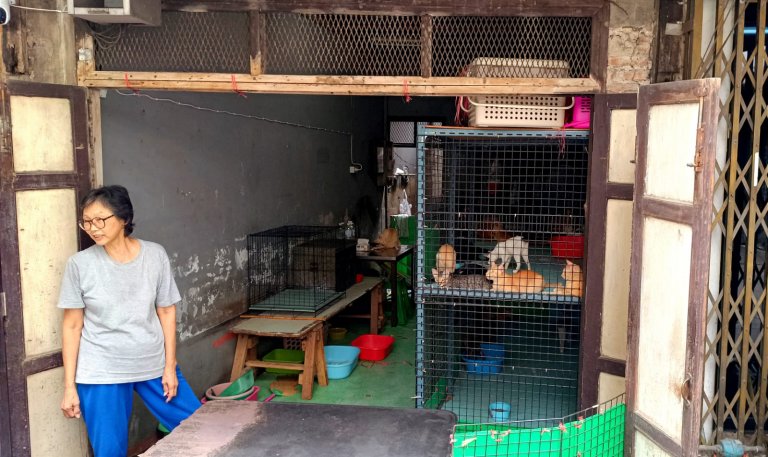 Protection animale : la dame aux chats à Bangkok