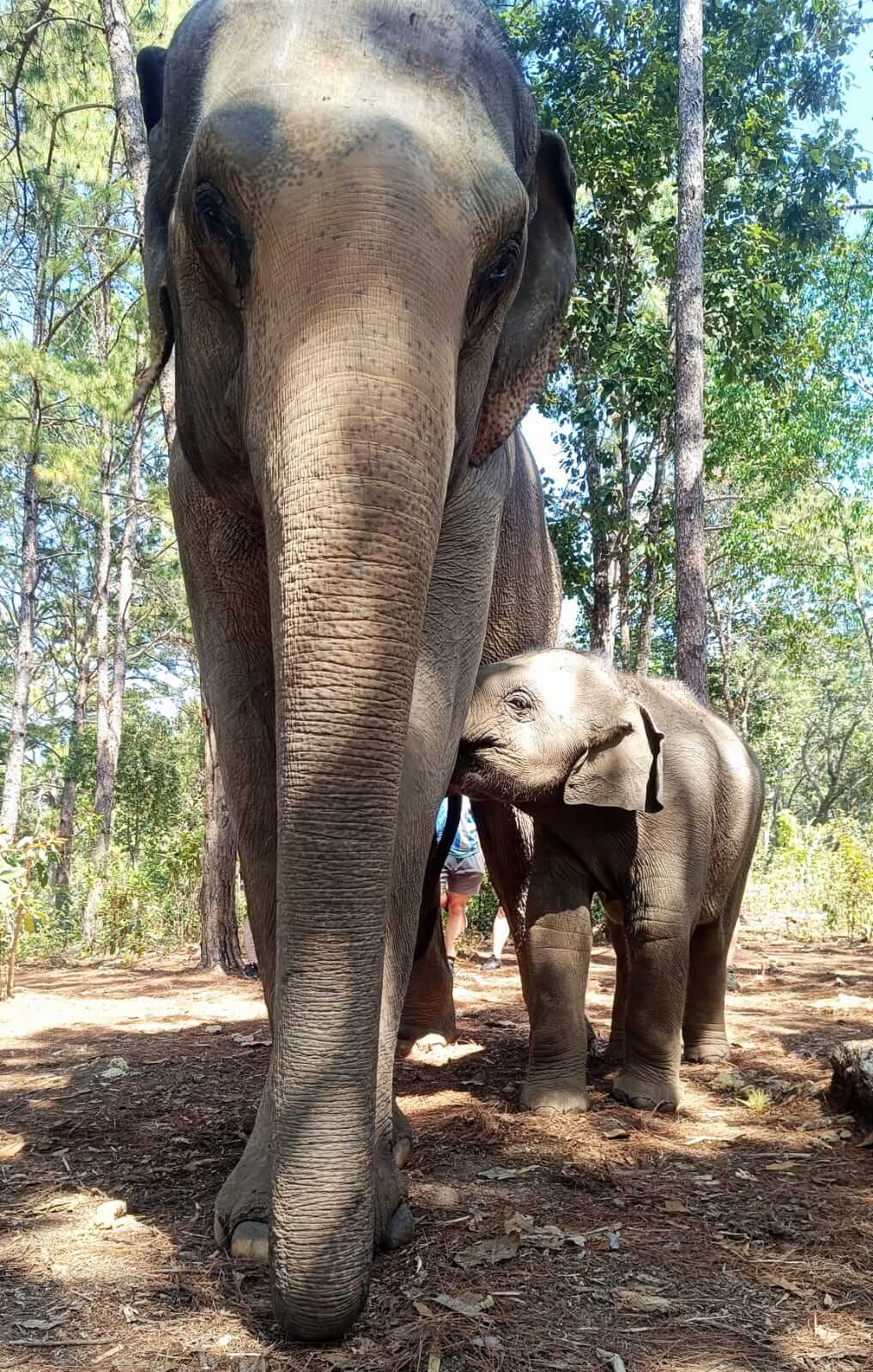 Bébé éléphant Sanctuaire Chiang Mai