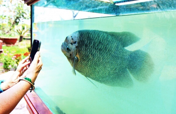 poisson elephant ear fish