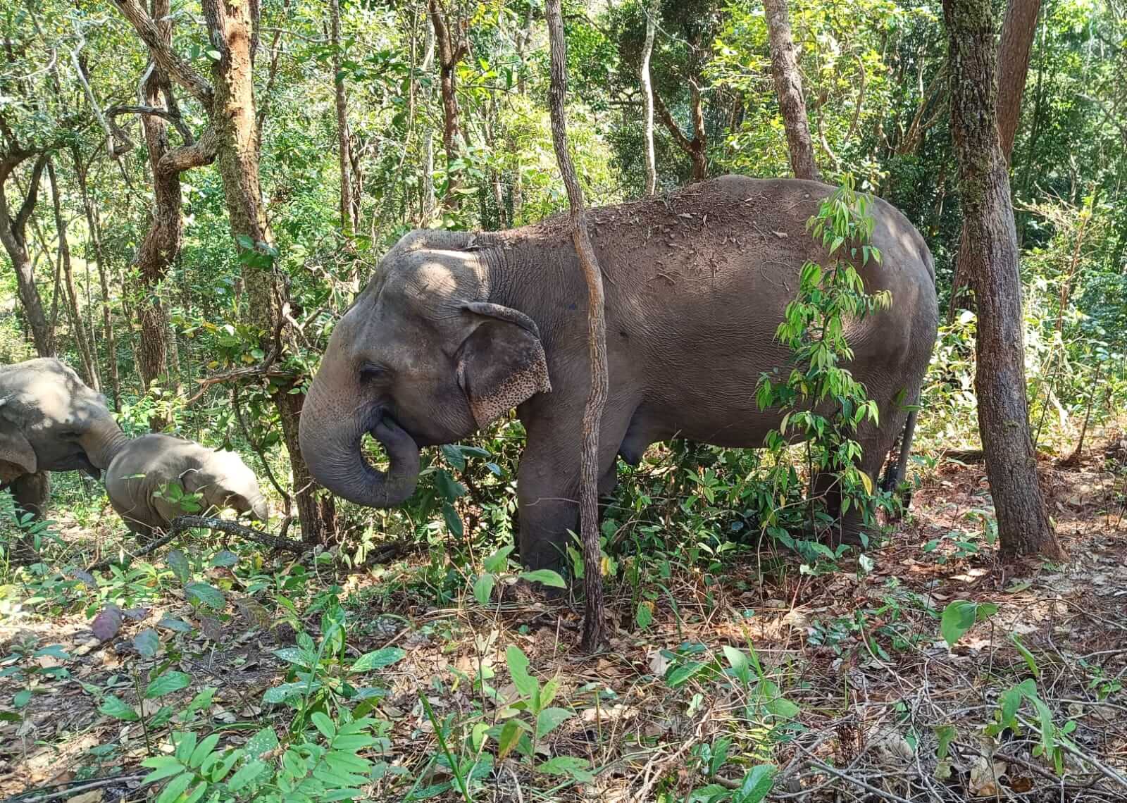 Elephant Pride Sanctuary