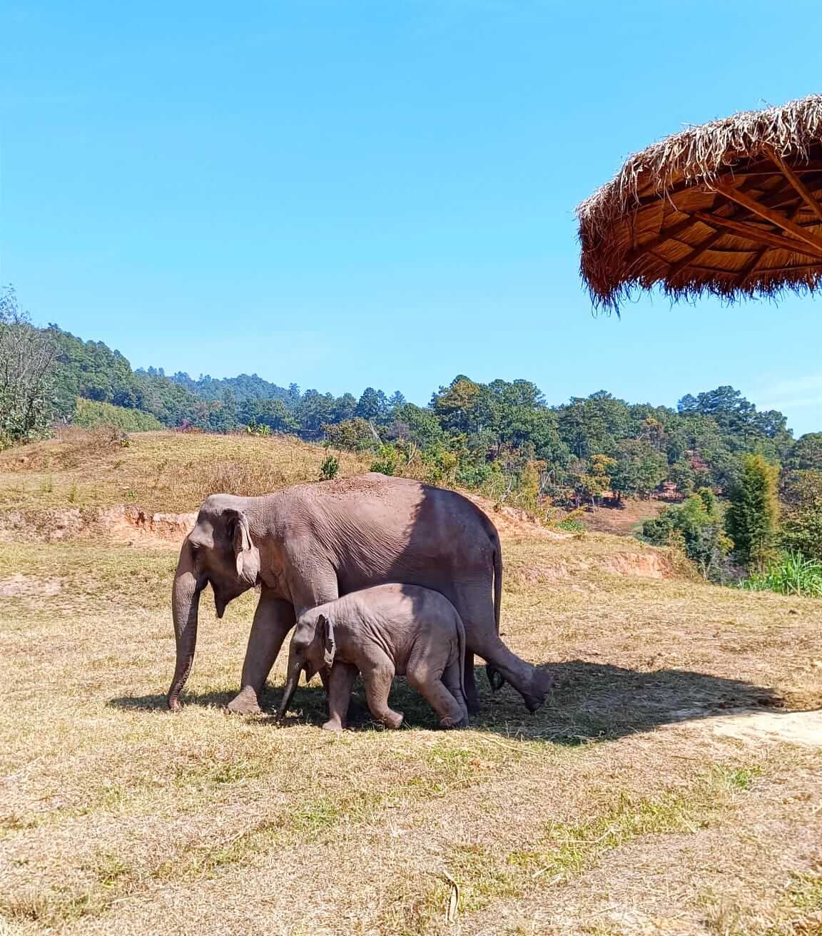 éléphanteau Thaïlande