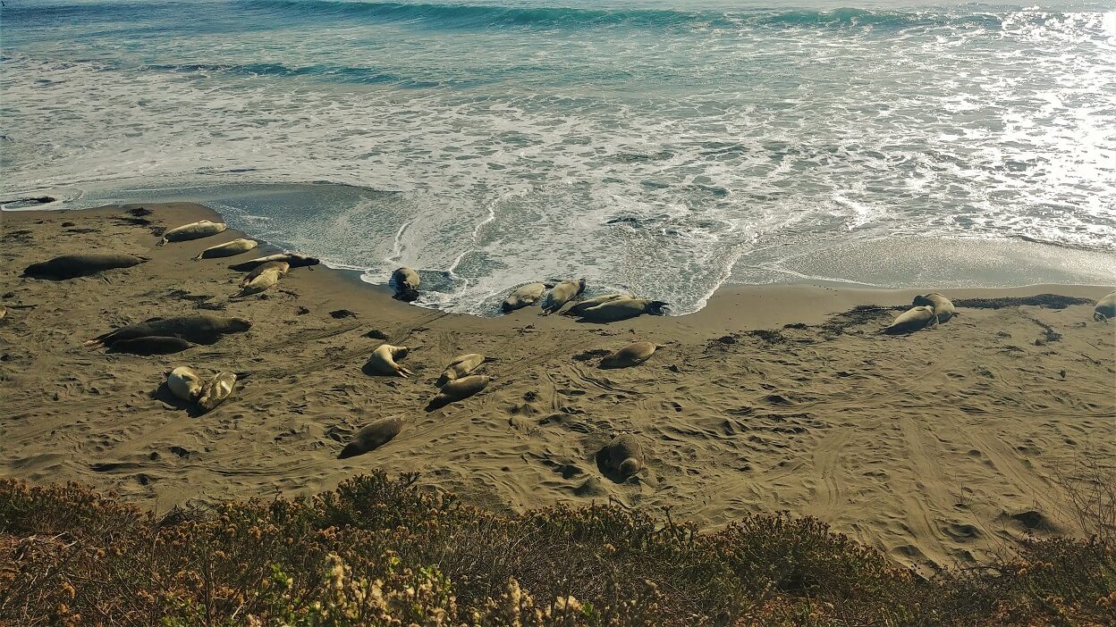 Elephants de mer plage californie