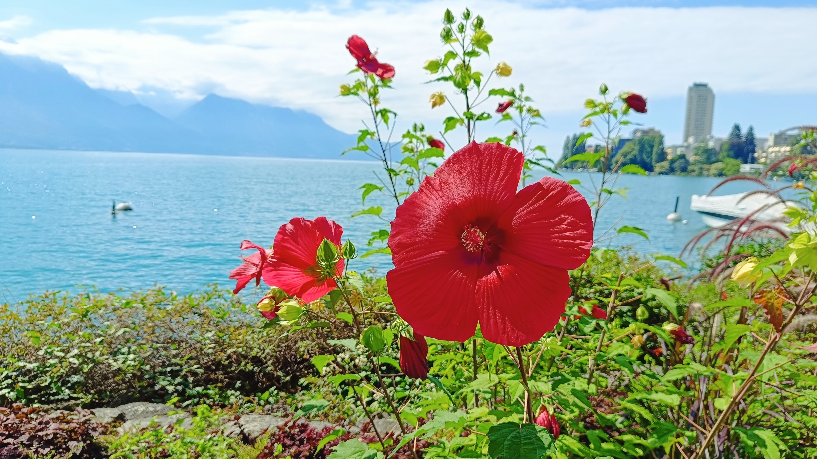 Fleurs Rouges Montreux Lac Léman