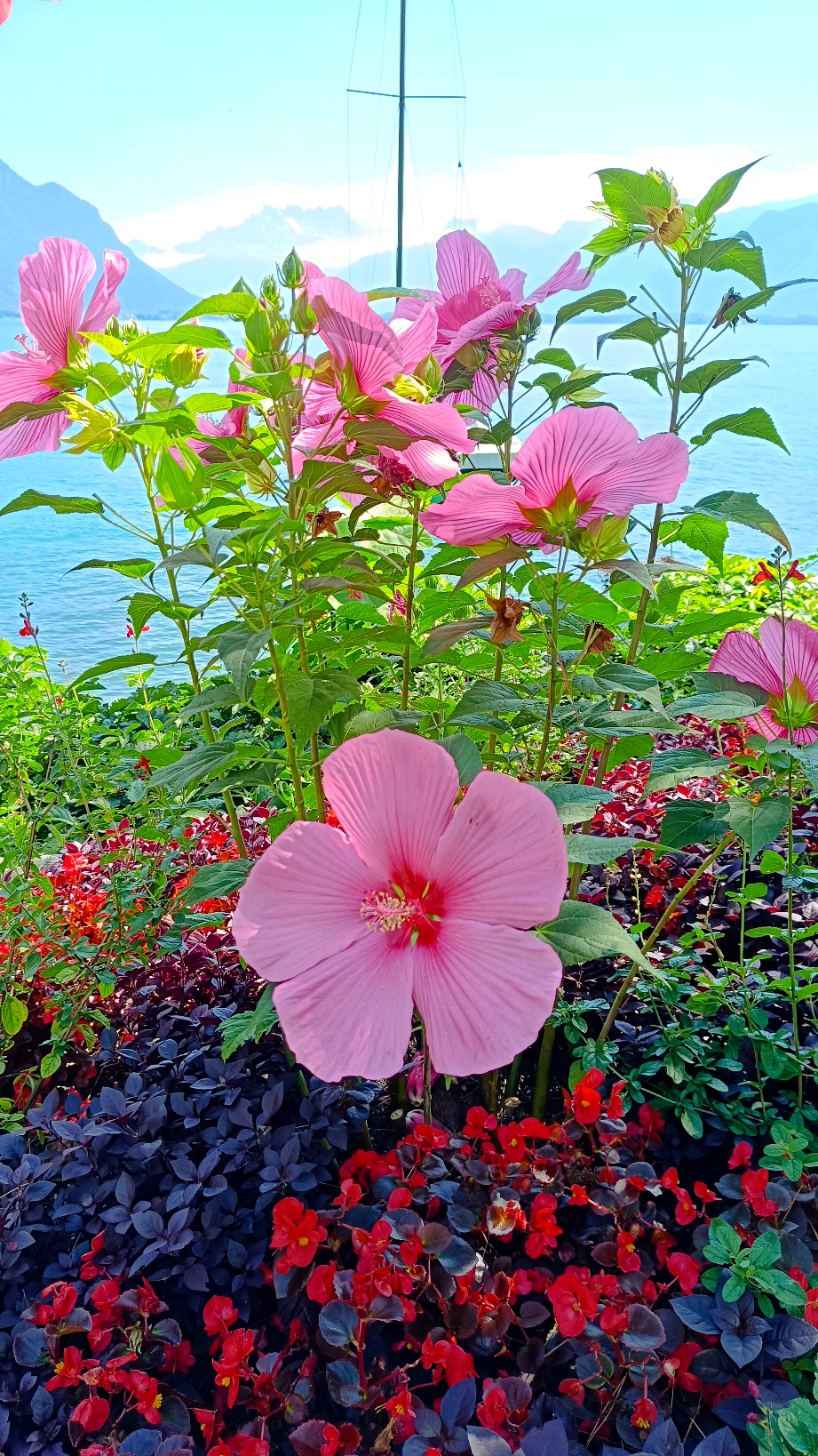 Fleurs Roses Montreux