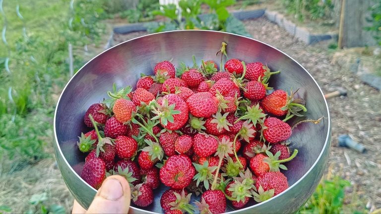 Comment je réussis mes fraisiers en climat froid (et les erreurs que j’ai faites)