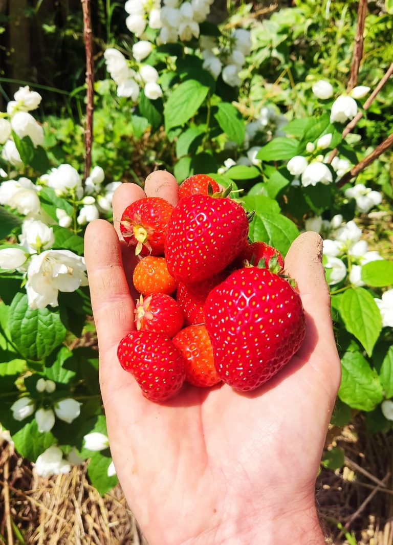 C’est la variété de fraises parfaite pour débuter et avoir de grosses récoltes