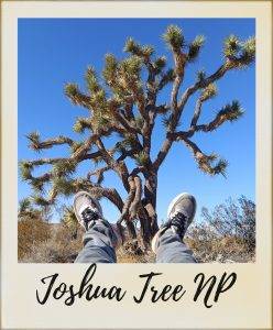 joshua-tree--248x300
