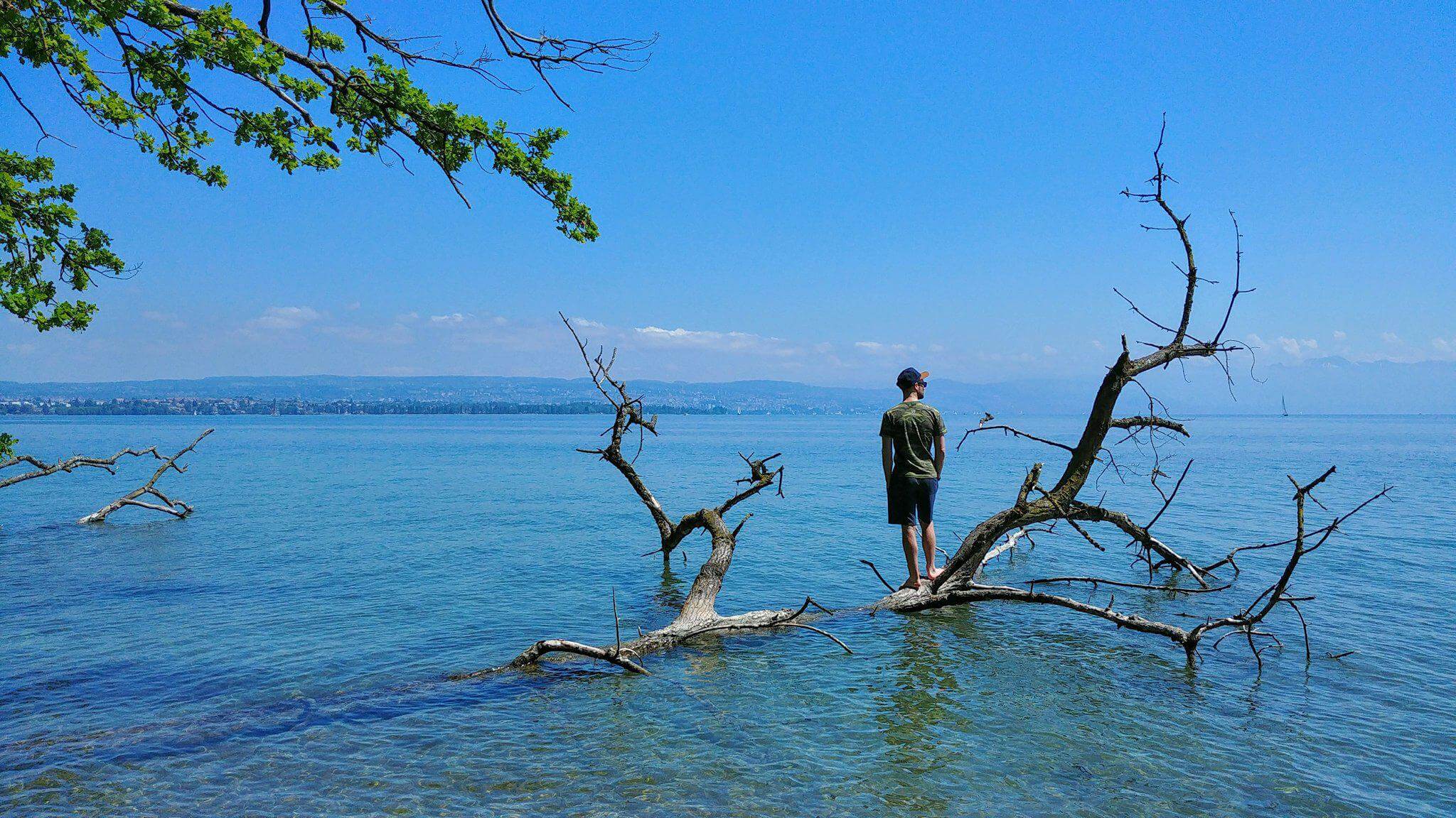 Bois flotté Lac Leman
