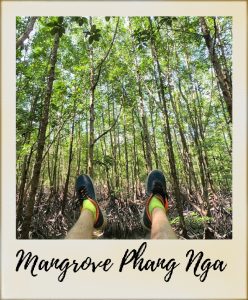 mangrove-248x300