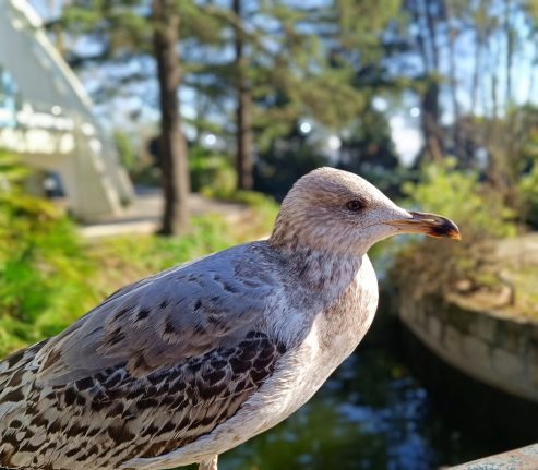 Mouette Porto