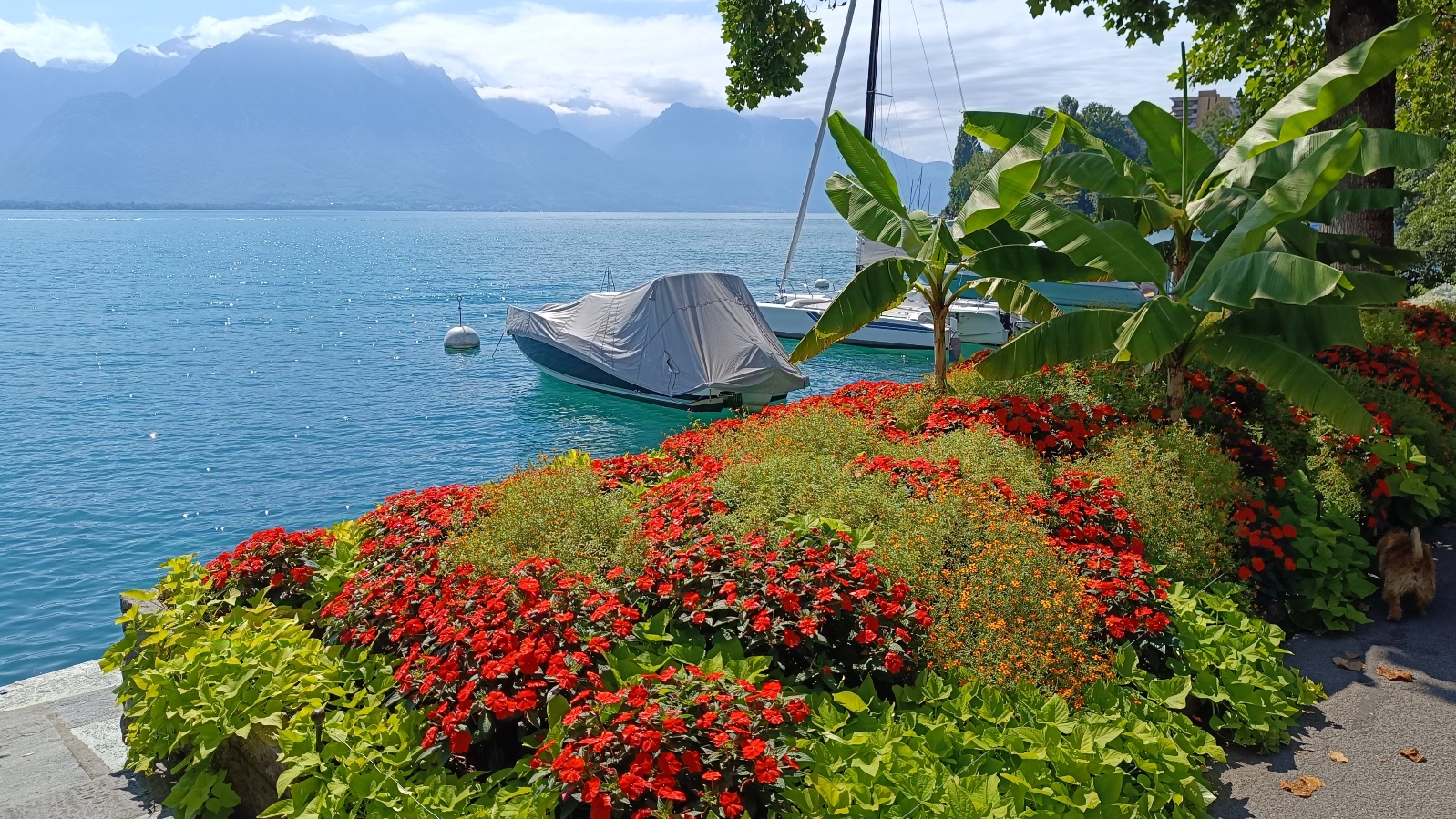 Parterre fleurs Montreux quais
