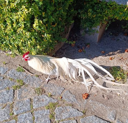 Poule Porto