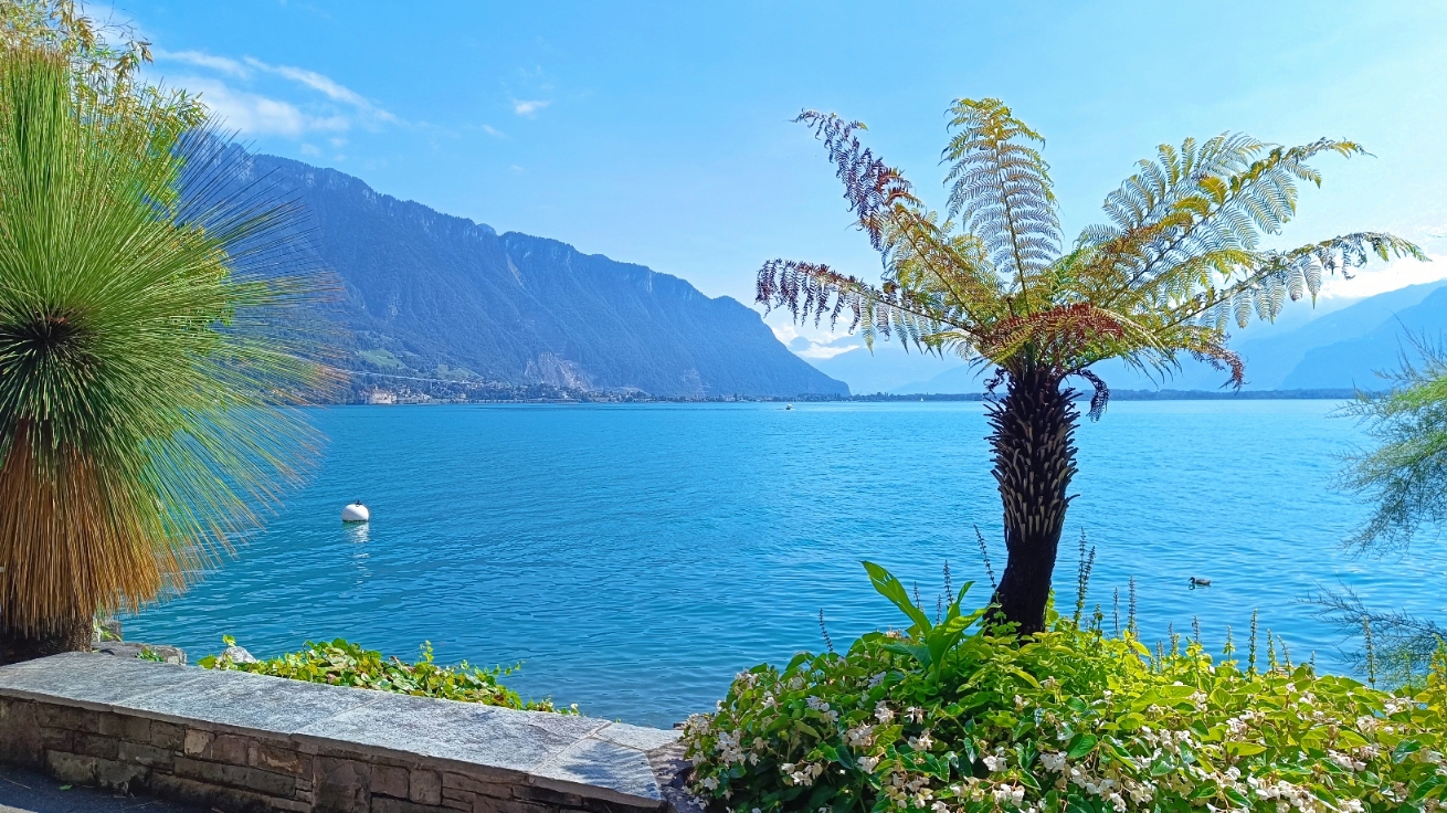 Palmier Quai Montreux Lac Léman