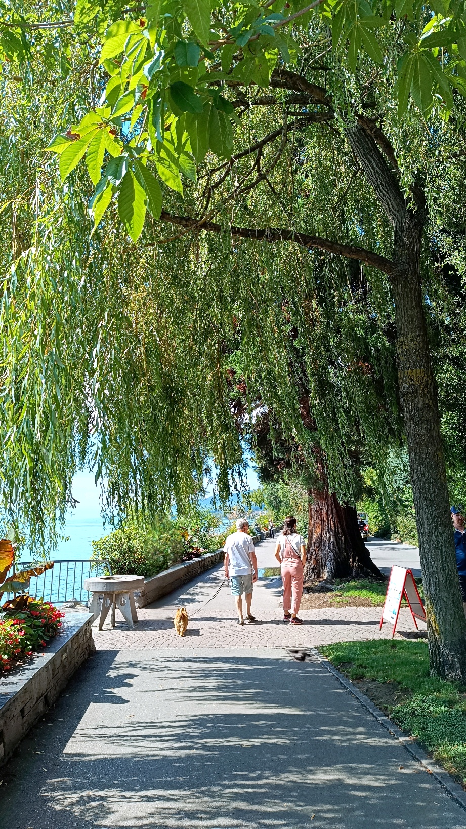 Quais Montreux Arbres