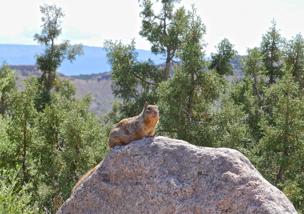 animaux colorado national monument