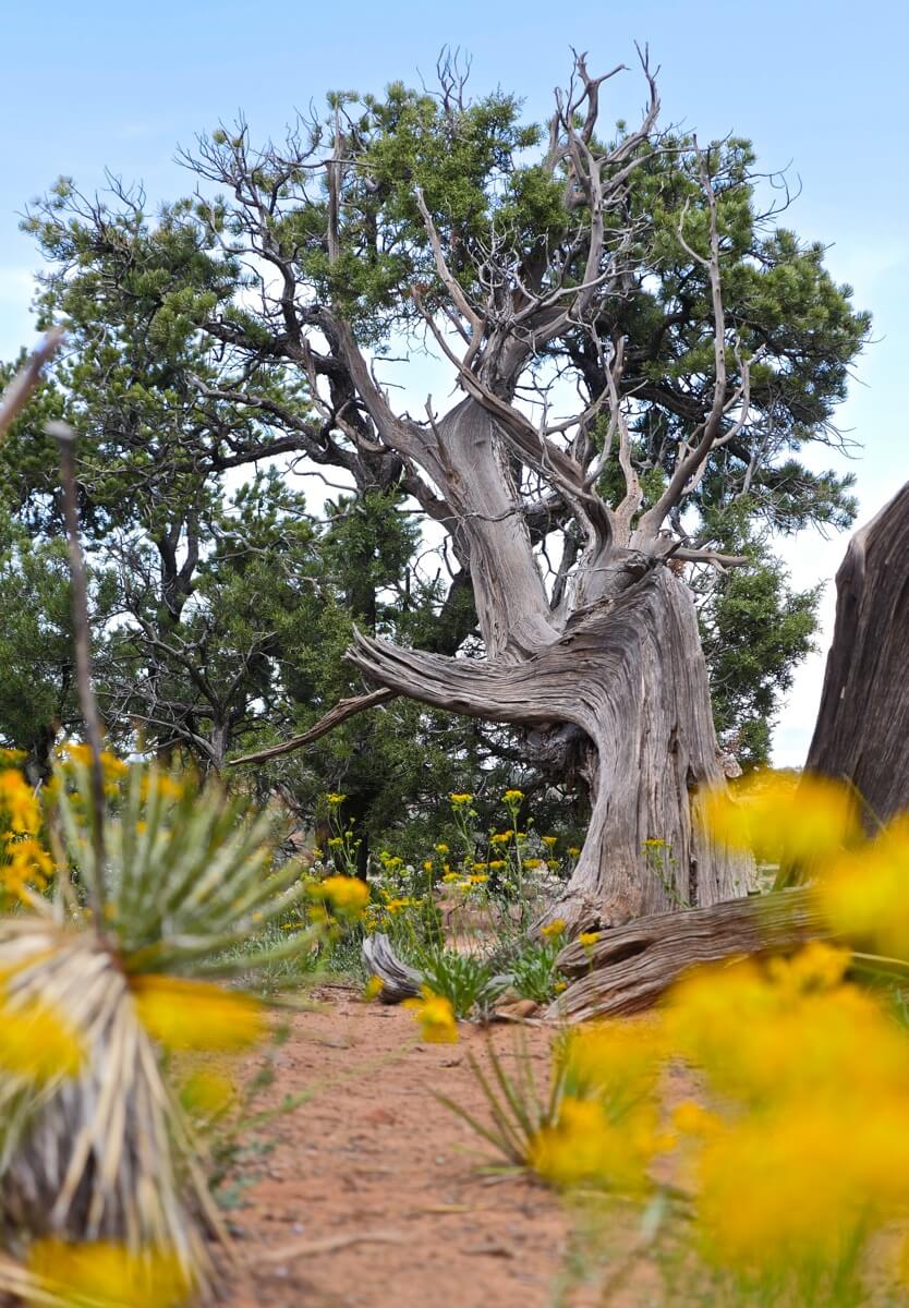Arbre road trip USA