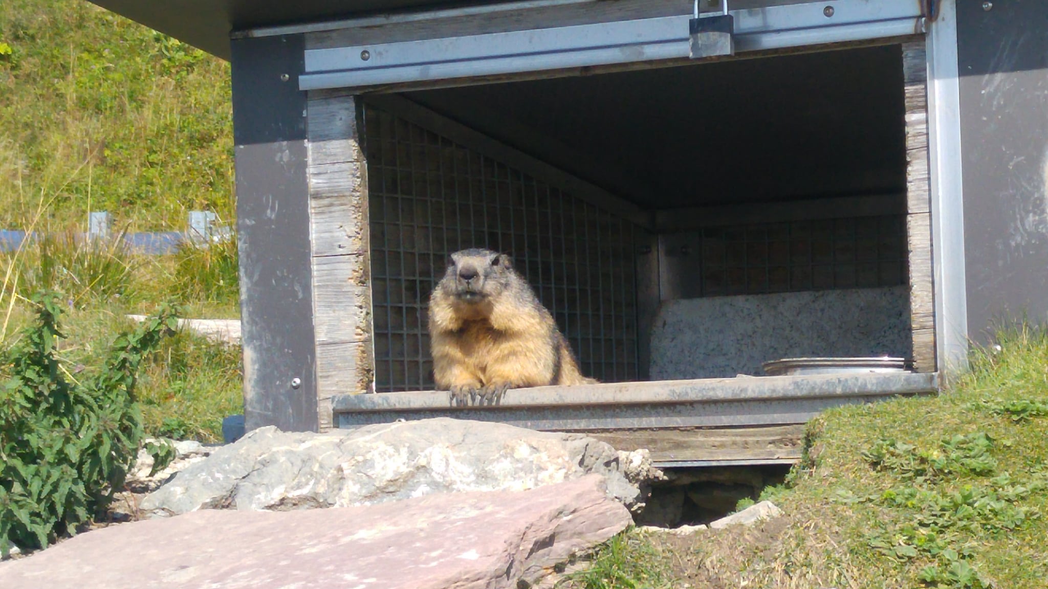 Marmotte Rochers de Naye