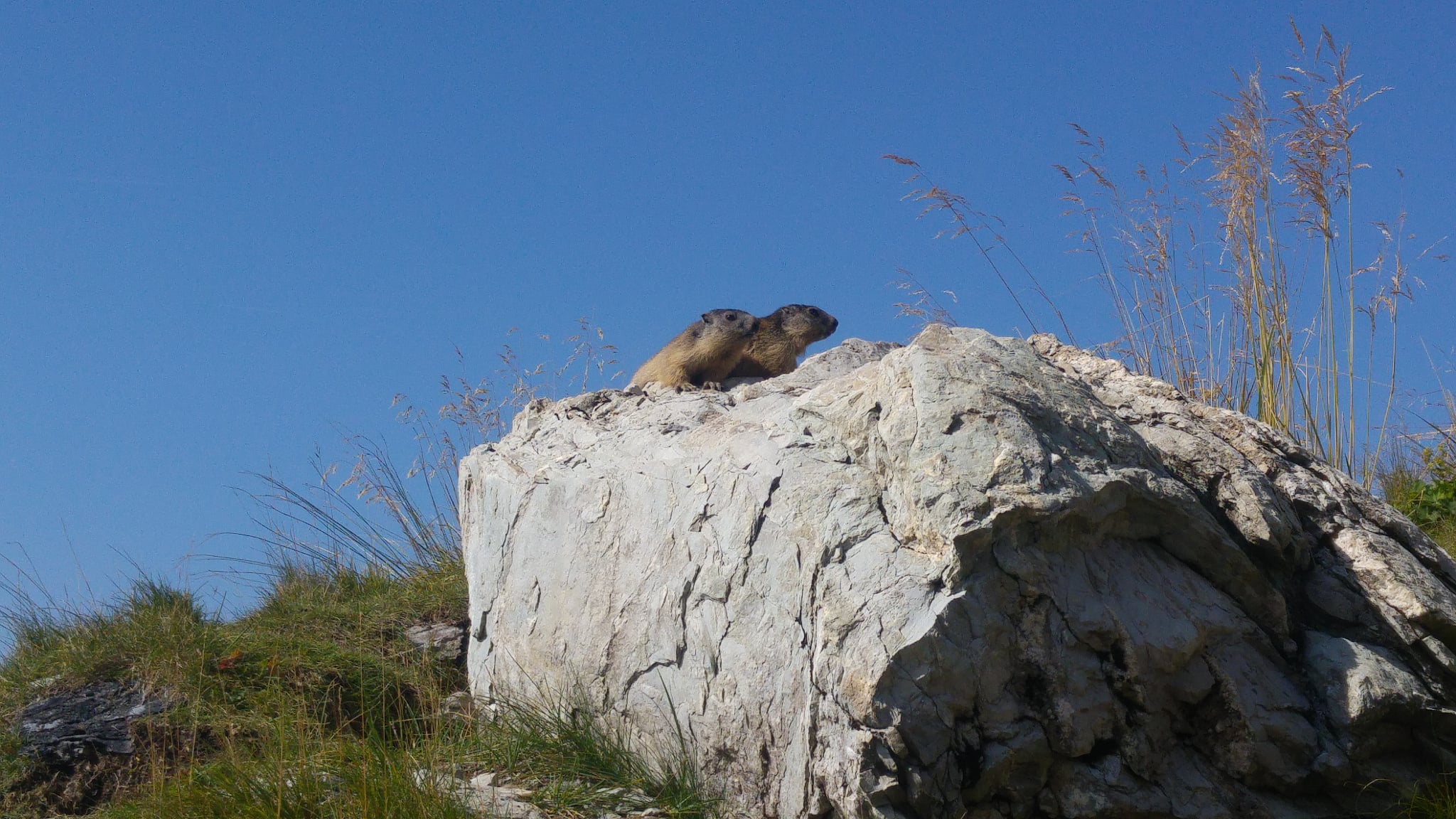 Marmottes Rochers de Naye