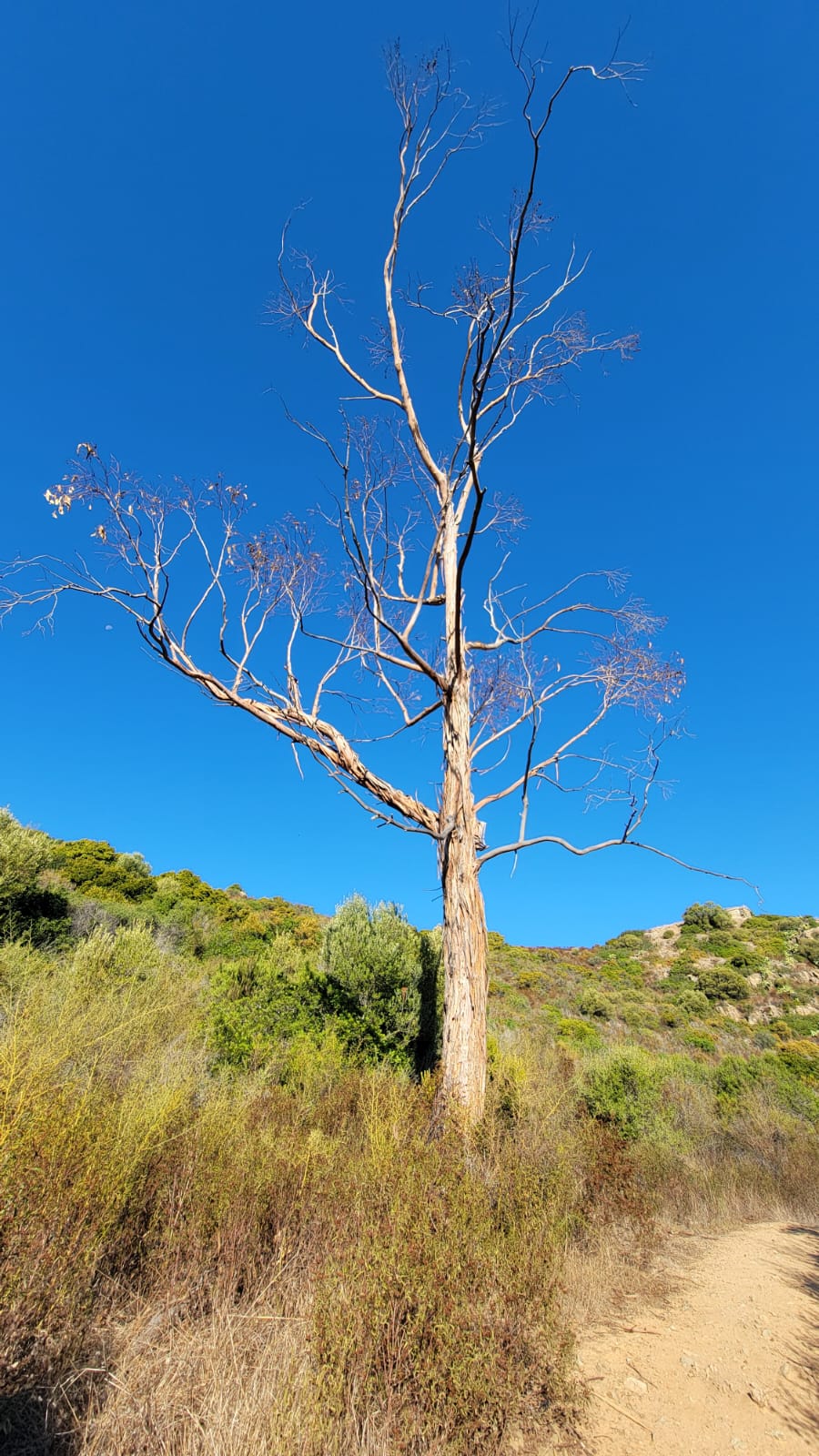 Arbre mort sentier du littoral Saint-Florent