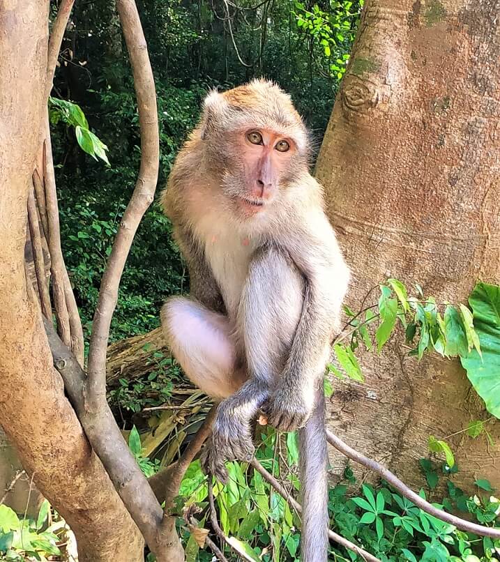 Singe Thaïlande