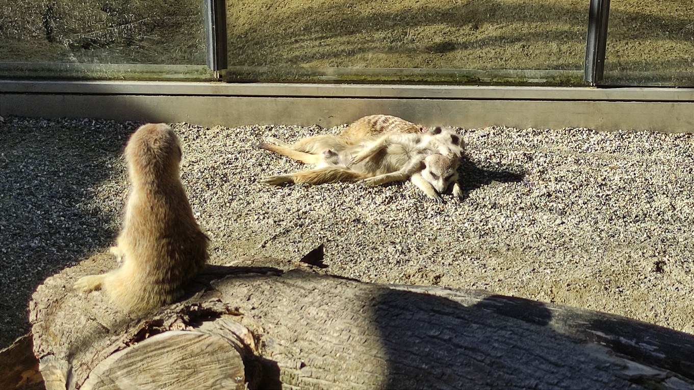 Suricates Bioparc Genève