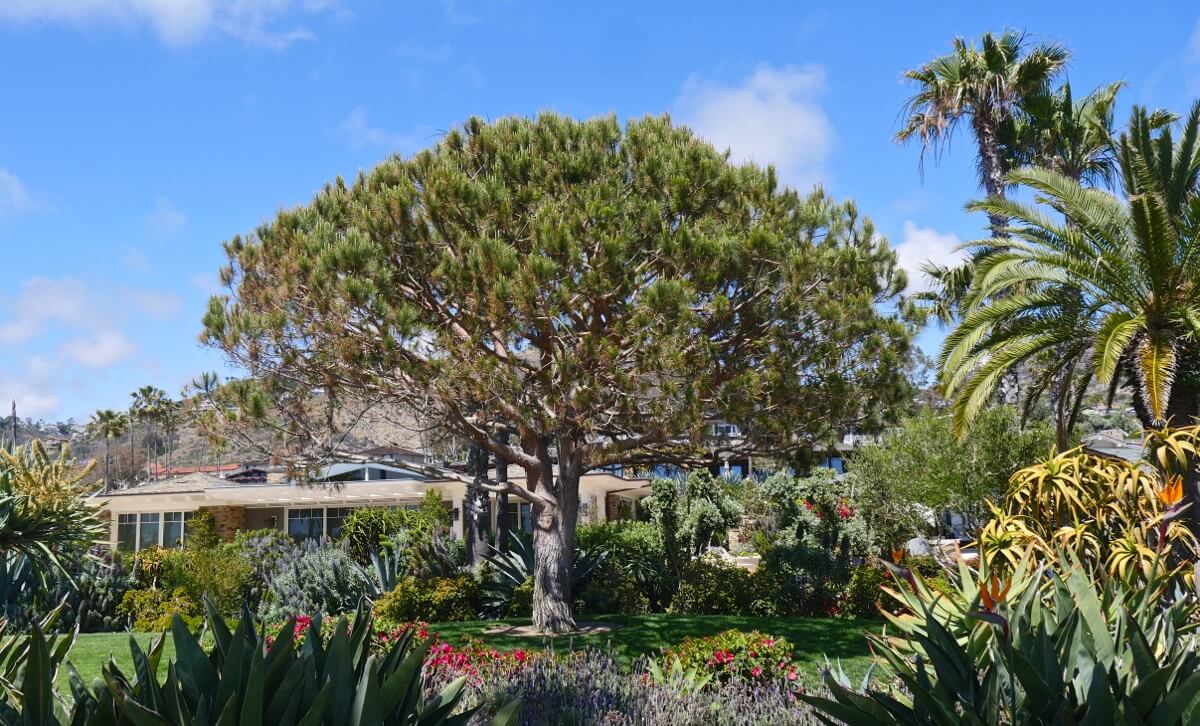 arbre treasure island park