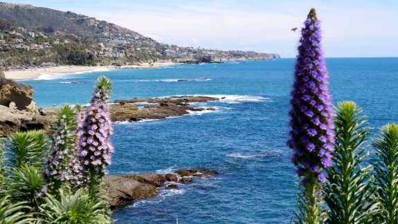 fleurs californie