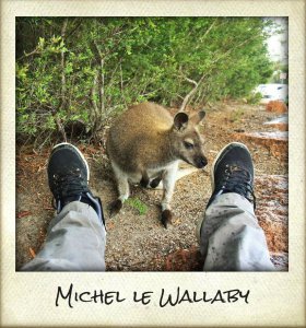 wallaby.jpg-280x300